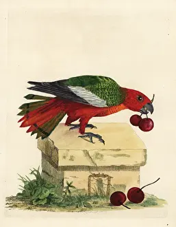 Psittacus: Black-winged parrot, Hapalopsittaca melanotis