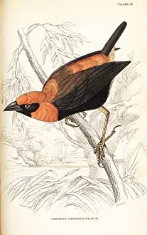 Bleu: Black-winged red bishop, Euplectes hordeaceus