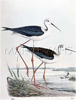 Himantopus: BLACK-WINGED STILT