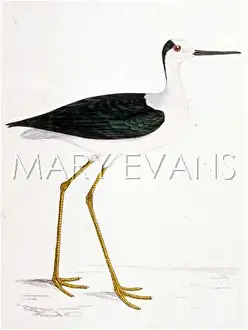 Himantopus: BLACK-WINGED STILT