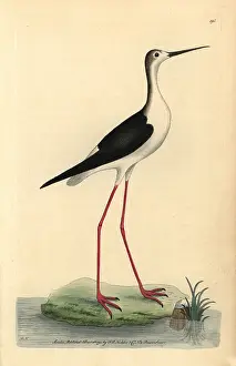 Himantopus: Black-winged stilt, Himantopus himantopus
