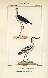 Himantopus: Black-winged stilt, Himantopus himantopus