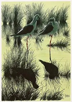 Black-winged Stilts
