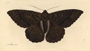 Odorata: Black witch moth, Ascalapha odorata