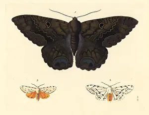 Spilosoma: Black witch and salt marsh moth