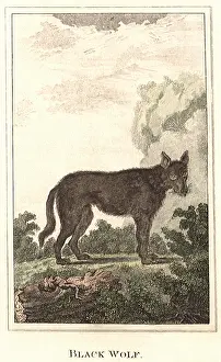 Wolves: Black Wolf