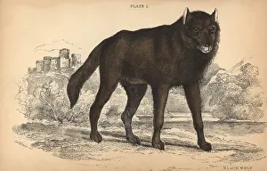 Lizars: Black wolf, Canis lupus Melanistic variant