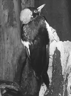 Woodpeckers: BLACK WOODPECKER