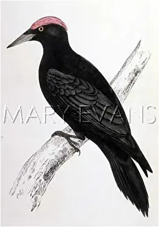 Picus: BLACK WOODPECKER