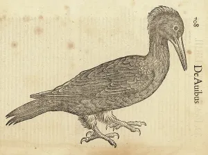 De Avibus: Black woodpecker, Dryocopus martius