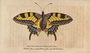 Machaon: Black and yellow swallowtail butterfly, Papilio machaon