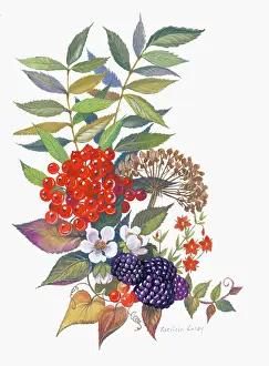 Blackberries: Blackberries in Fruit and Flower