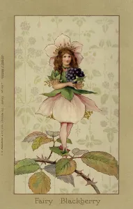 Faulkner: Blackberry fairy