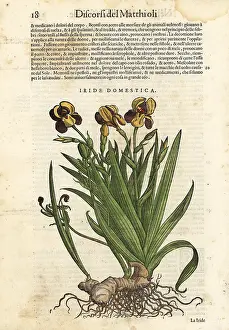 Mattioli: Blackberry lily, Iris domestica