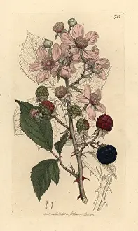 Bramble: Blackberry, Rubus fruticosus