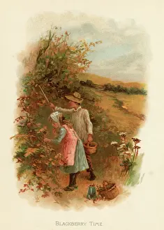 Blackberries: Blackberry time / children's book