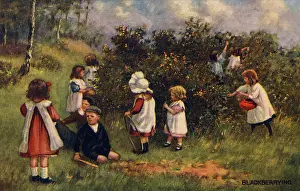 Blackberrying: Blackberrying