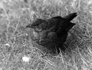 Blackbirds: BLACKBIRD