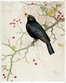 Blackbirds: Blackbird