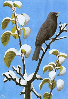 Blackbirds: Blackbird