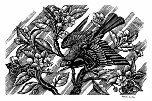 Blackbird: Blackbird on Apple Blossom