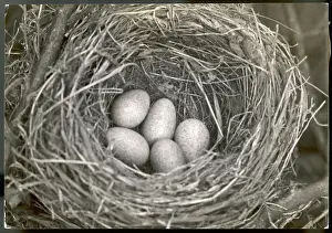 BLACKBIRD EGGS IN NEST