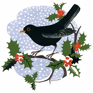 Bough: Blackbird on a holly bough in the snow