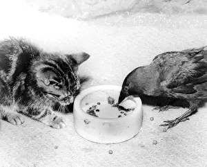 Blackbirds: Blackbird and Kitten