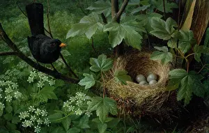 Blackbird at Nest