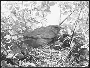 Fledglings: BLACKBIRD NESTING