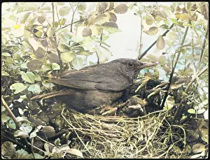 Blackbirds: BLACKBIRD NESTING