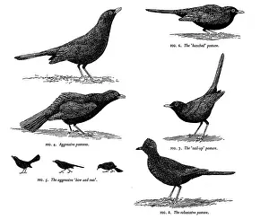 Ornithological: Blackbird postures