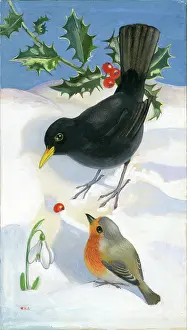 Heda: Blackbird and robin in the snow