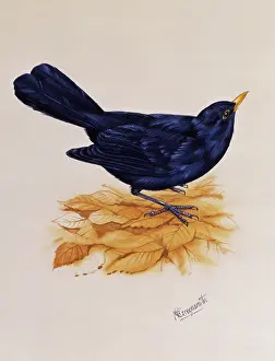 Merula: Blackbird standing on dry leaves