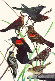 Blackbirds: Blackbirds and Bobolinks
