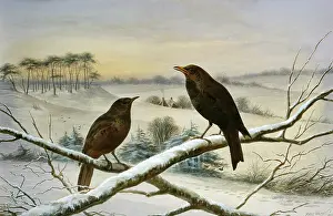 Blackbirds: Blackbirds ' in a winter landscape