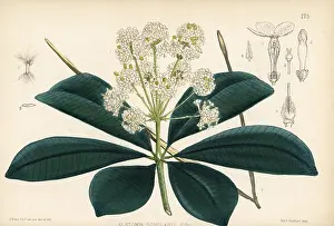 Hanhart: Blackboard tree, Alstonia scholaris