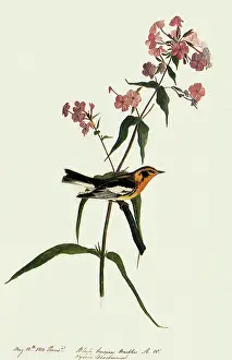 Warbler: Blackburnian Warbler, Dendroica fusca