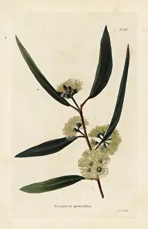 Eucalyptus: Blackbutt, Eucalyptus pilularis