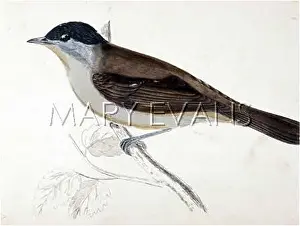 Blackcap: BLACKCAP 1851