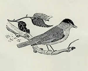 Blackcap: Blackcap