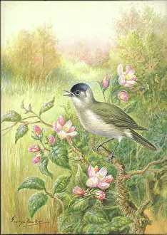 Blackcap: Blackcap