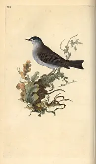 Blackcap: Blackcap, Sylvia atricapilla