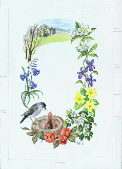 Bluebell: Blackcaps Nest with spring flowers