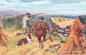 Norah: Blackcock (or Black Grouse) Shooting