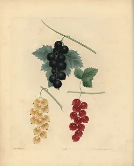 Redcurrant: Blackcurrant, Dutch redcurrant and white currant