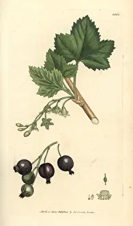 Blackcurrant: Blackcurrant, Ribes nigrum