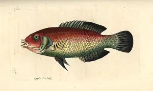 Sparus: Blackeye thicklip, Hemigymnus melapterus
