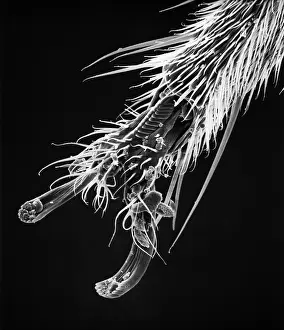 Sensory: Blackfly antenna