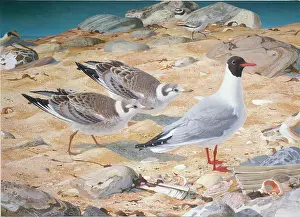 Plover: Blackheaded Gull and Young